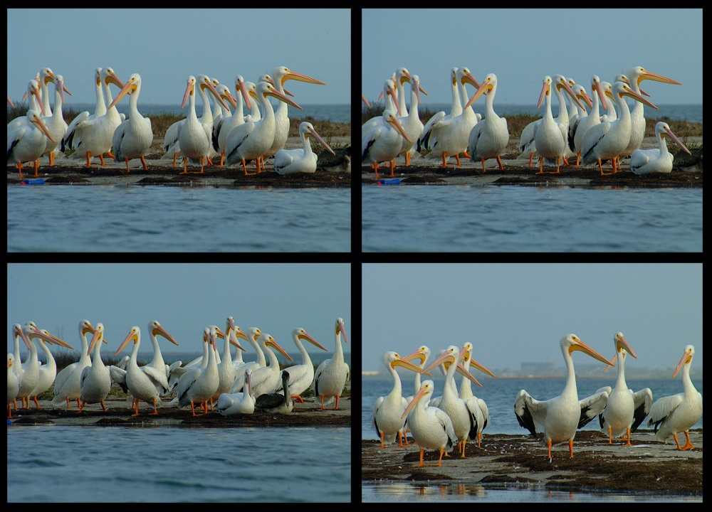 (20) pelican montage.jpg   (1000x720)   266 Kb                                    Click to display next picture